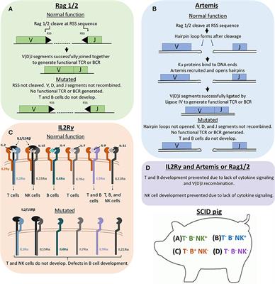 Development of Severe Combined Immunodeficient (SCID) Pig Models for Translational Cancer Modeling: Future Insights on How Humanized SCID Pigs Can Improve Preclinical Cancer Research